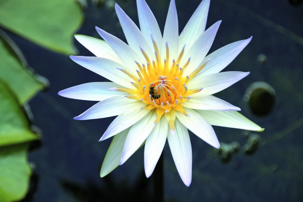 【生命畫語】爛泥蓮香