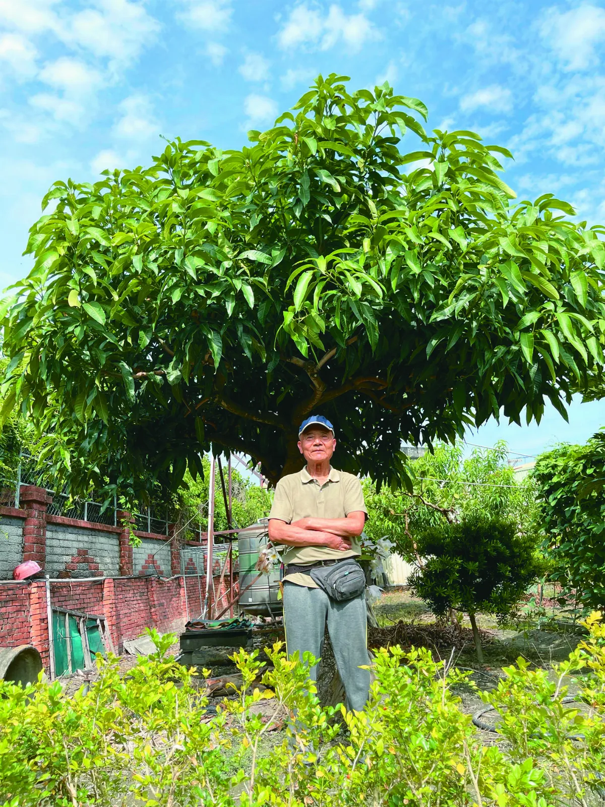 老欉奇緣 再續金蜜芒果故事