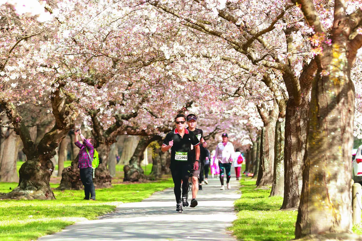守護紐西蘭淨土 櫻花步道VegRun