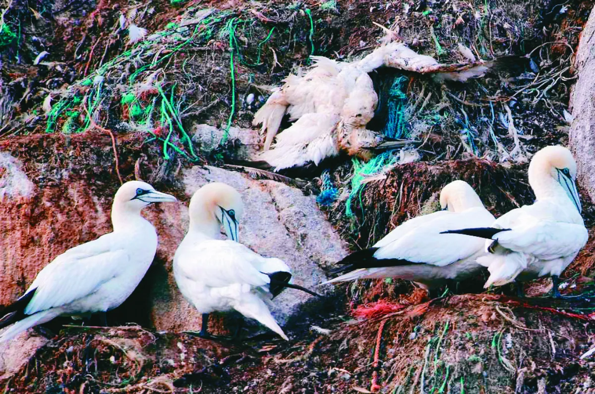 塘鵝染疫 大量死亡