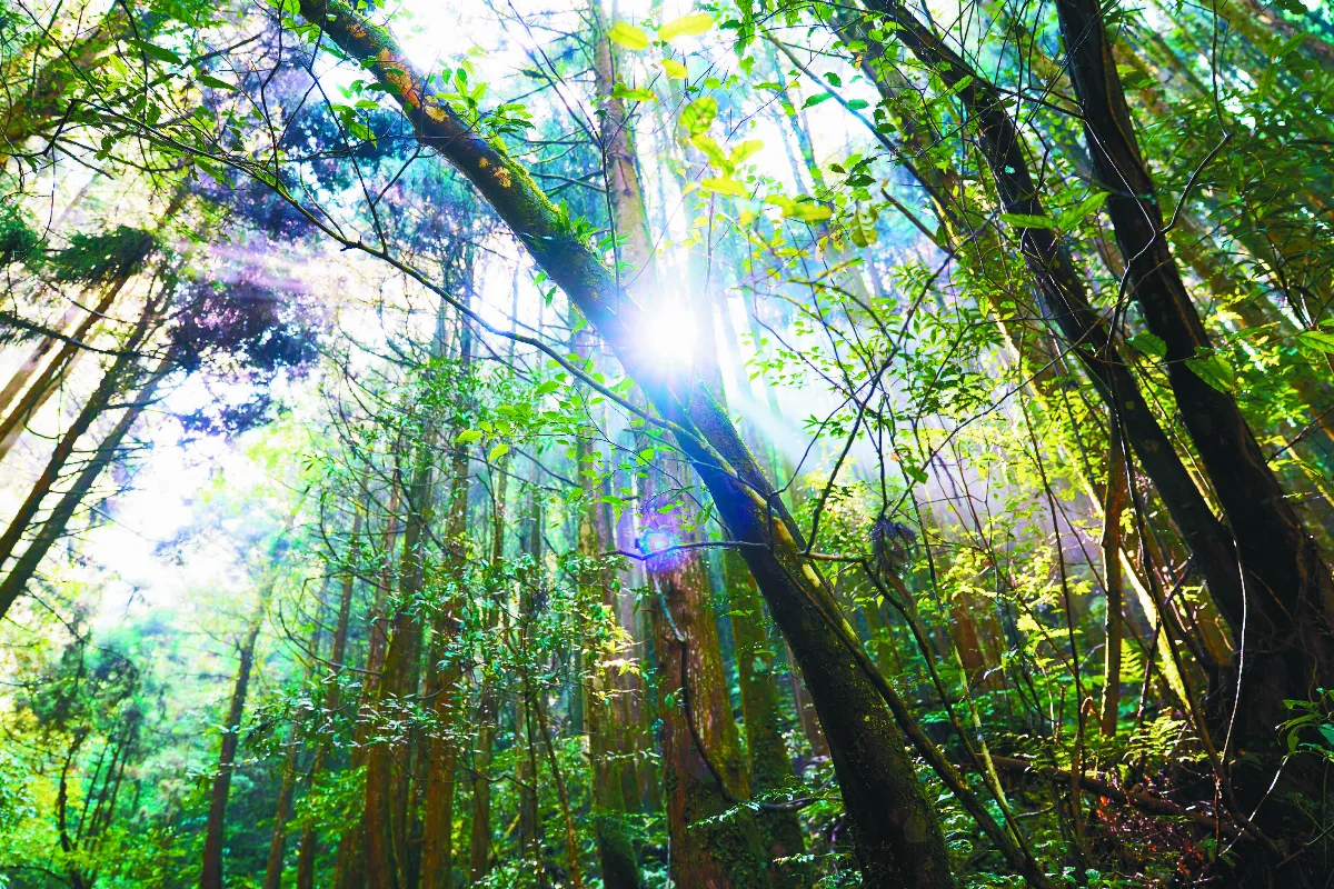 【心的攝影】杉林，陽光透進來