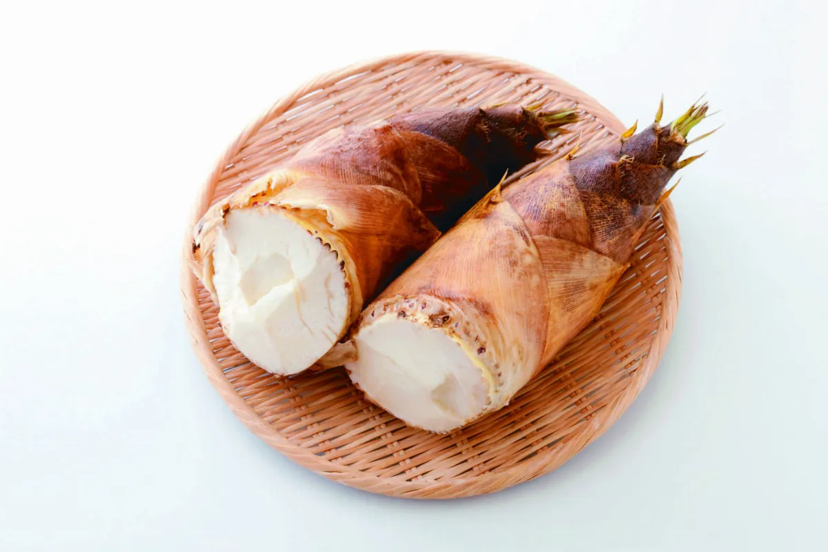 北投之旅 二崎生態農場採筍去