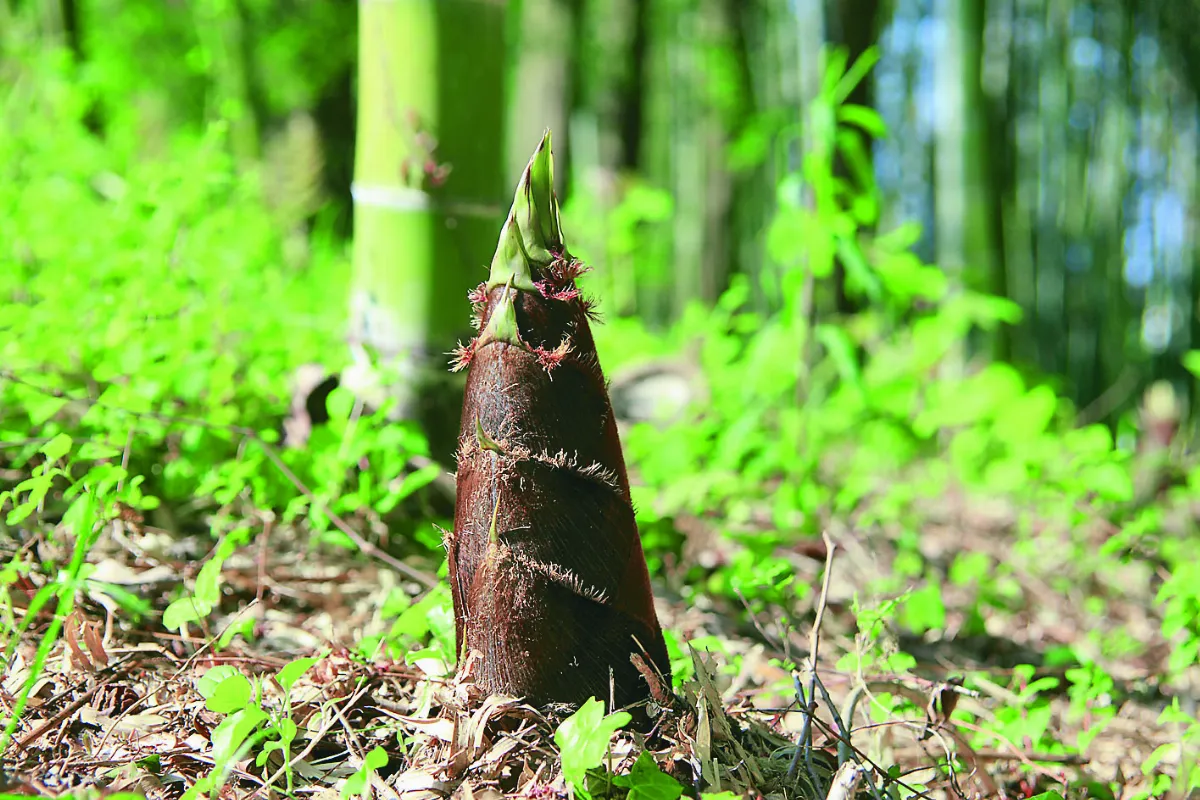 北投之旅 二崎生態農場採筍去
