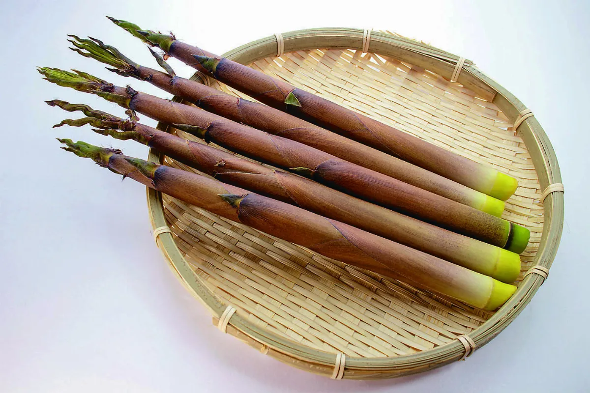 北投之旅 二崎生態農場採筍去