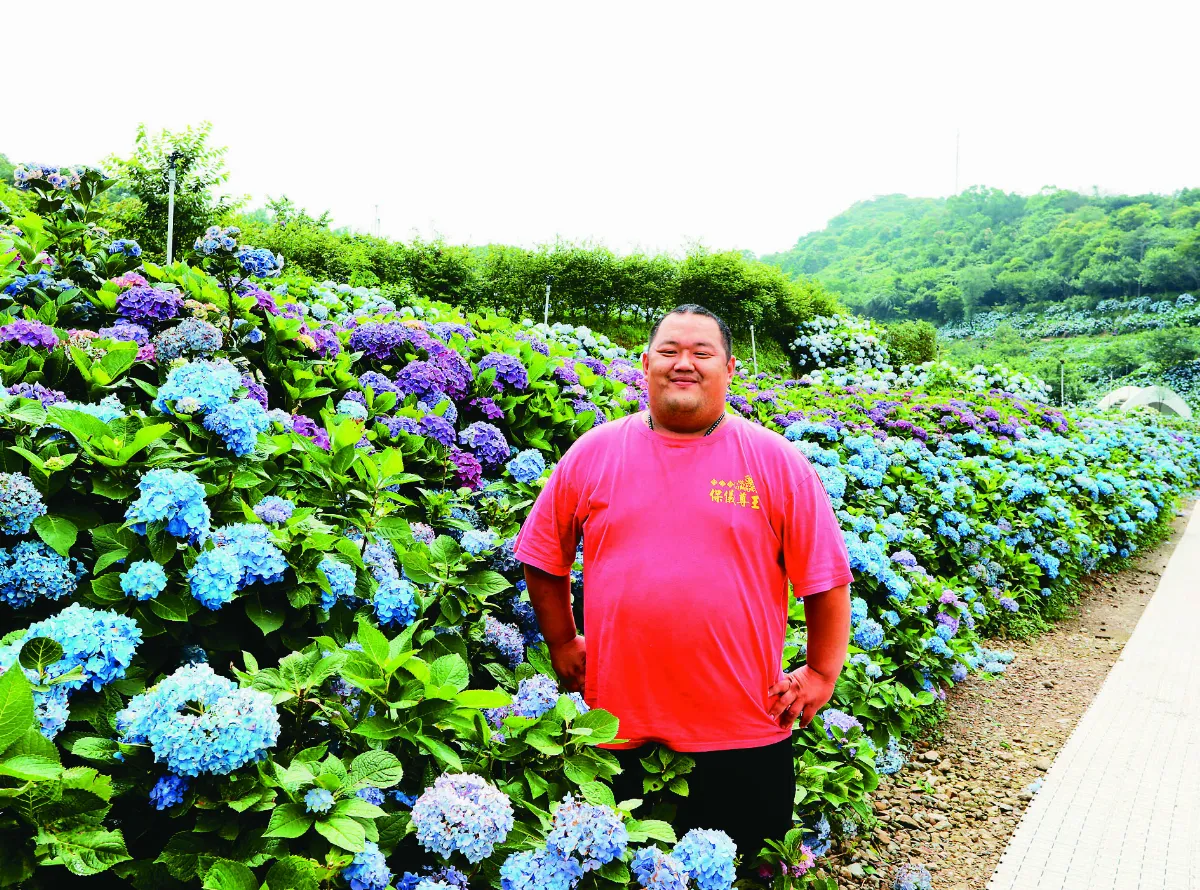 田園變花園 觀望竹子湖花季