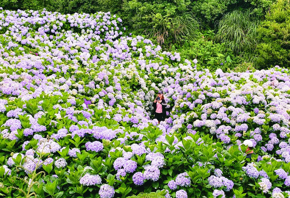 田園變花園 觀望竹子湖花季