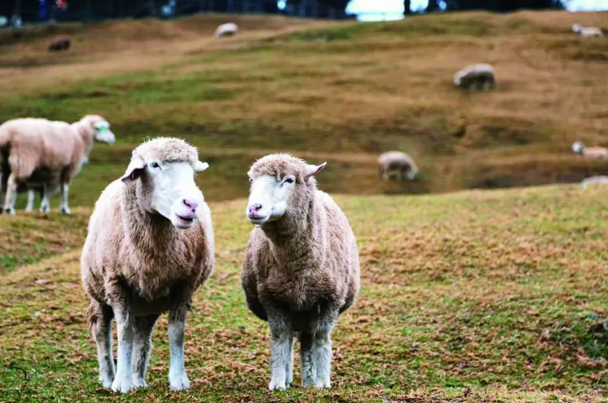 【生活快門】哥倆好
