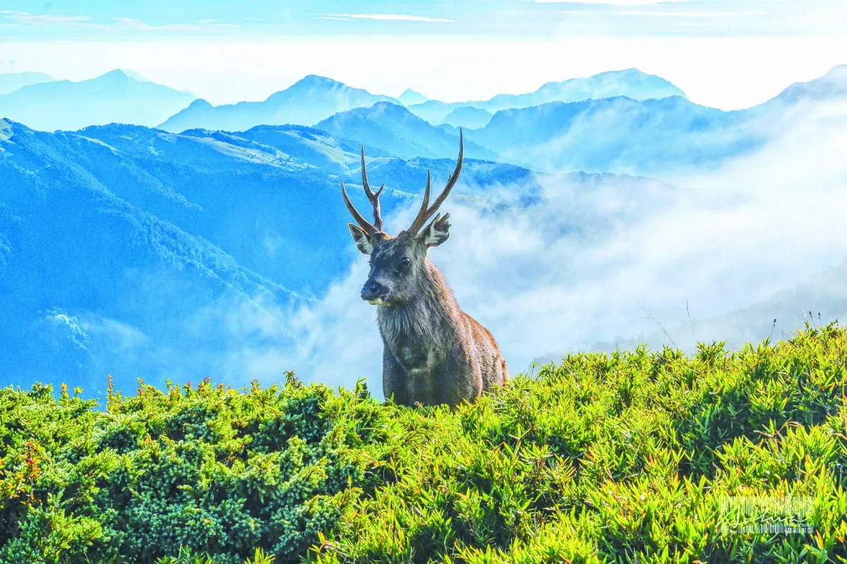 奇萊山神獸  仙氣水鹿現身
