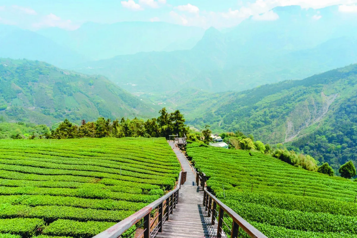 【海闊天空】阿里山太和村 眷戀茶之旅