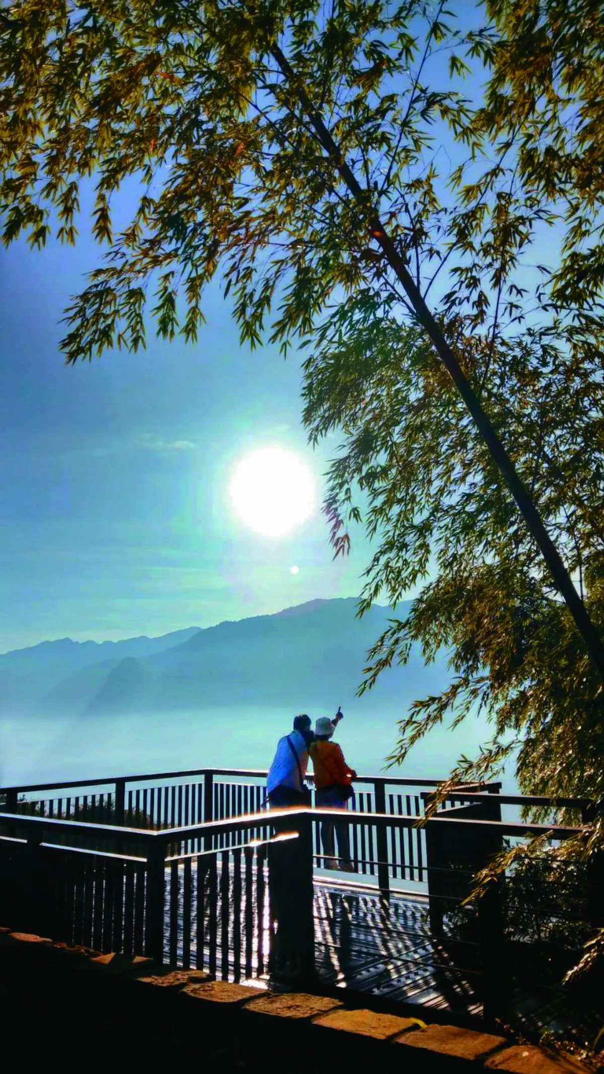 【海闊天空】阿里山太和村 眷戀茶之旅