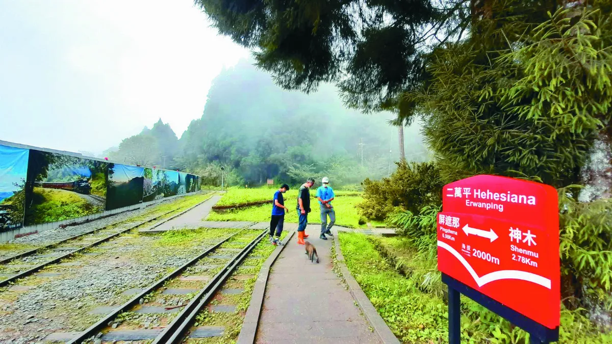 【海闊天空】阿里山太和村 眷戀茶之旅