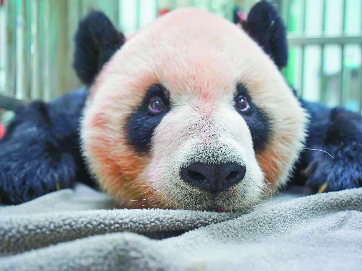 貓熊團團腦病變 持續觀察治療