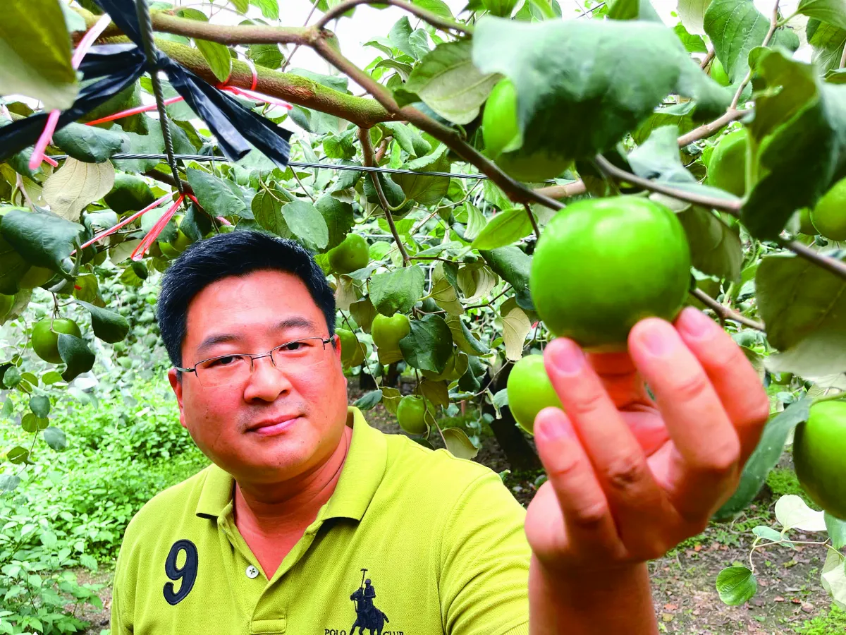 水果出任務 高樹LV蜜棗達人