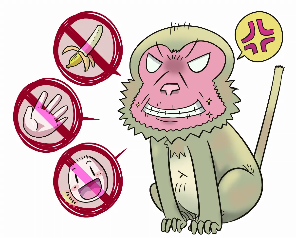 山中小頑童 台灣獼猴