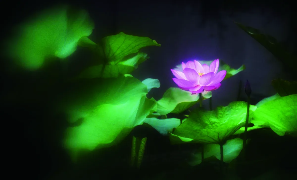 【遇見．荷】聽到一朵荷花盛開