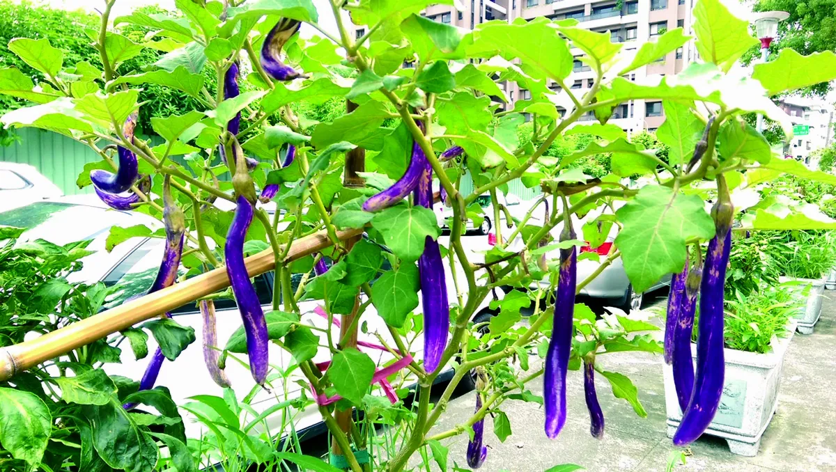 【生活快門】都市菜園