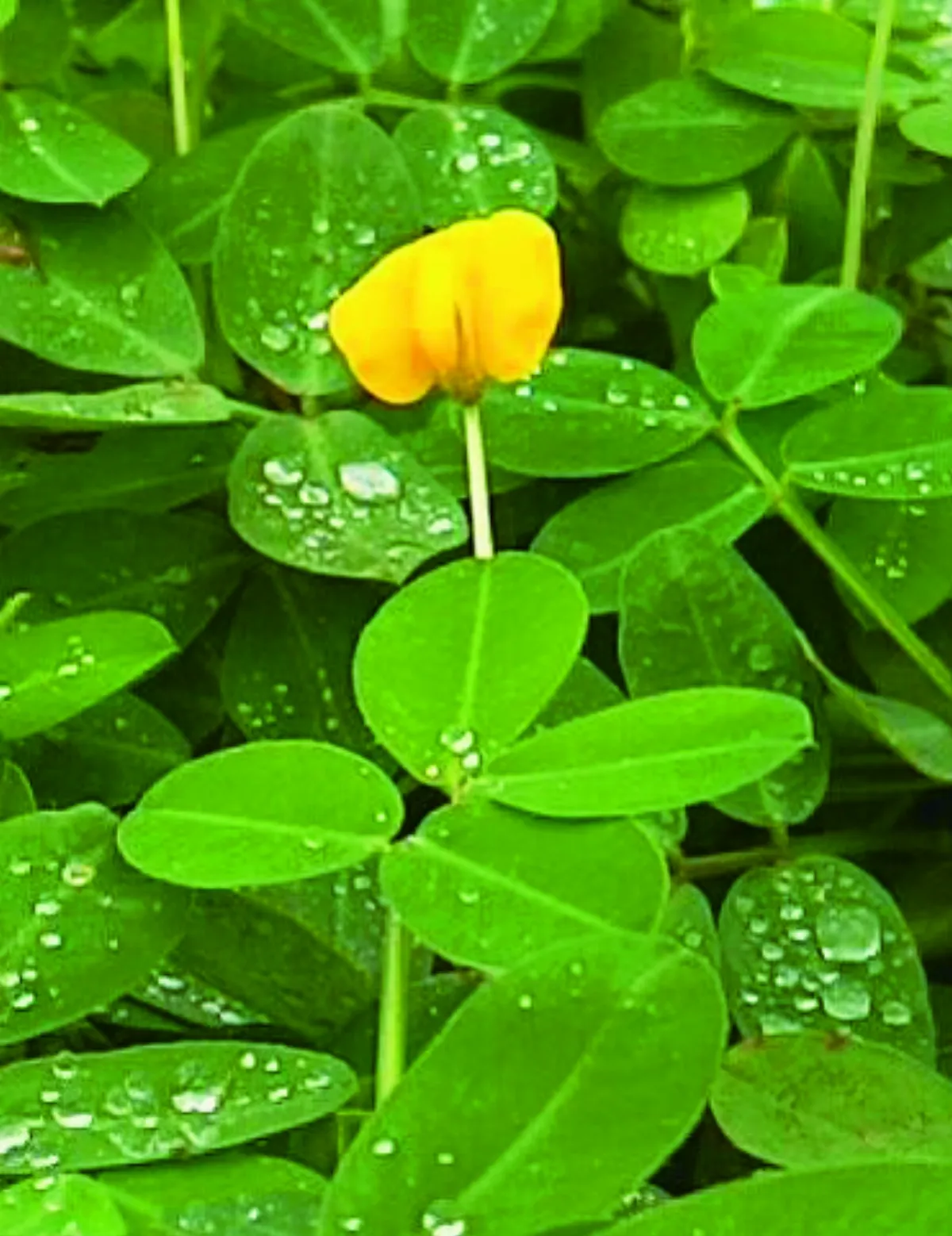 【展讀自然】瘠地花開