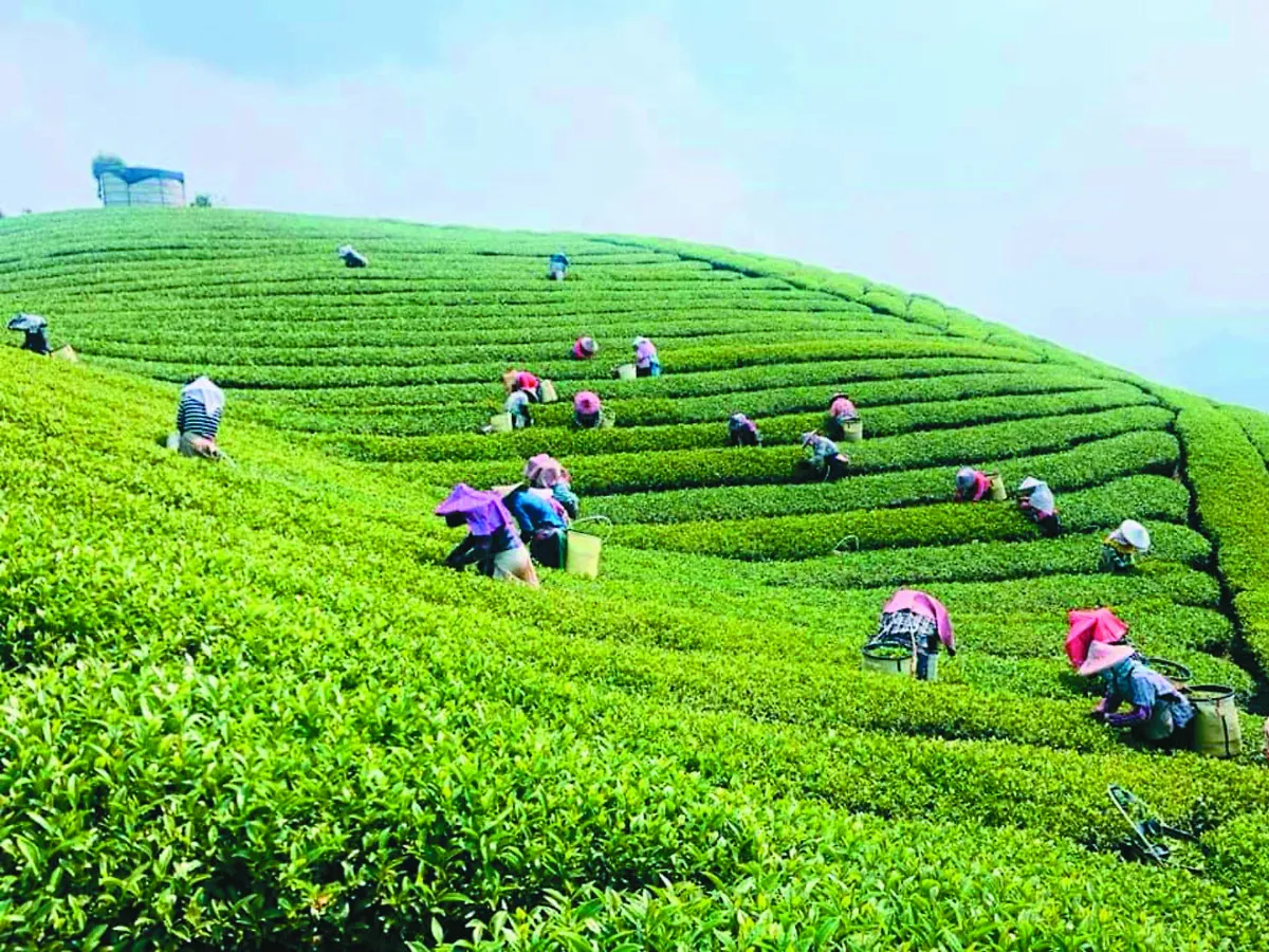 茶園轉型 台灣咖啡飄茶香