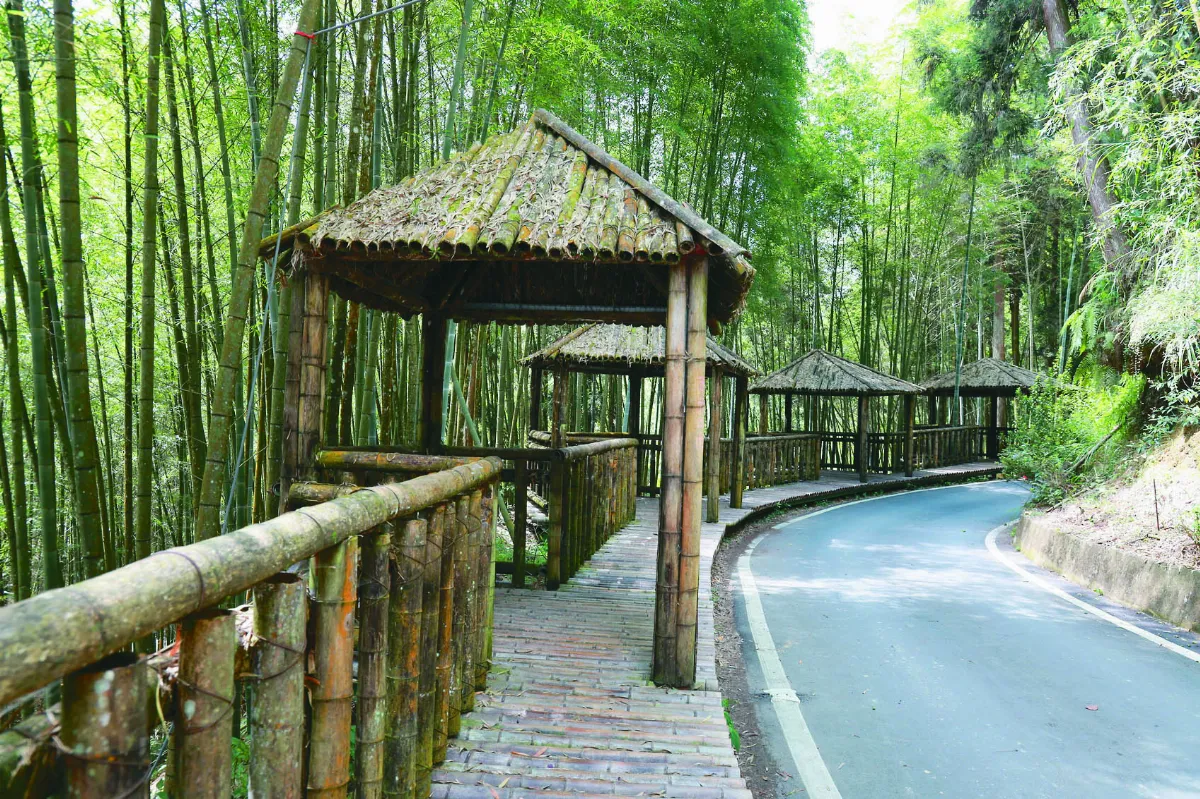 古坑草嶺 端出森林療癒祭