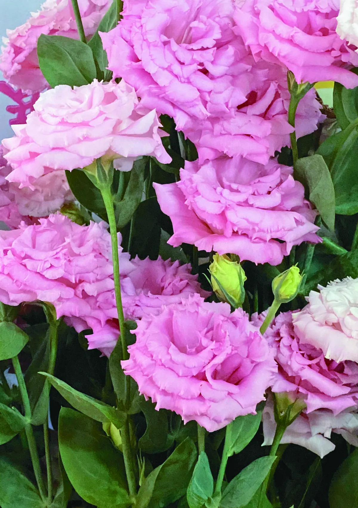 【在地好農】散步新港鄉間小路