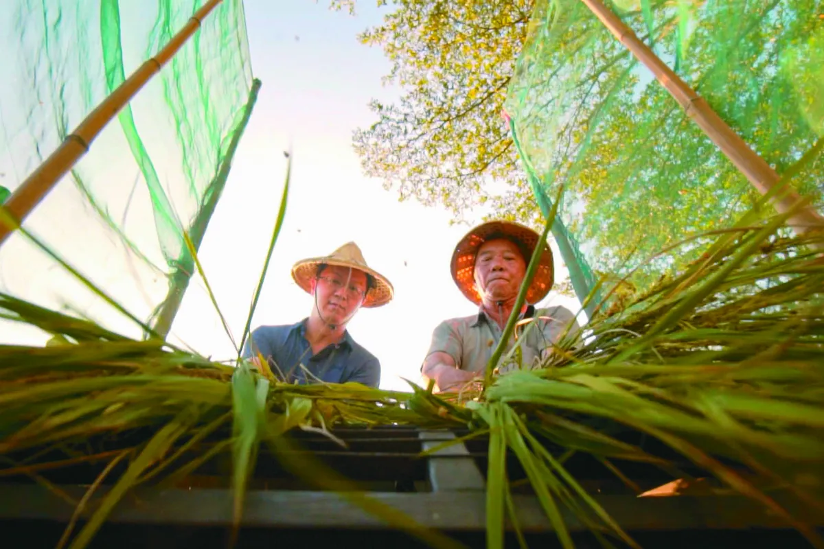 【在地好農】散步新港鄉間小路