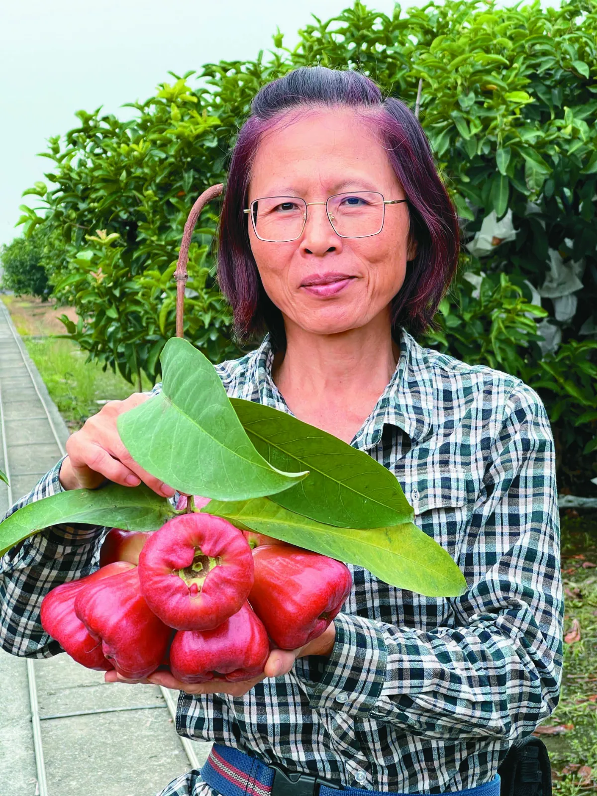 【水果出任務】黑金剛蓮霧