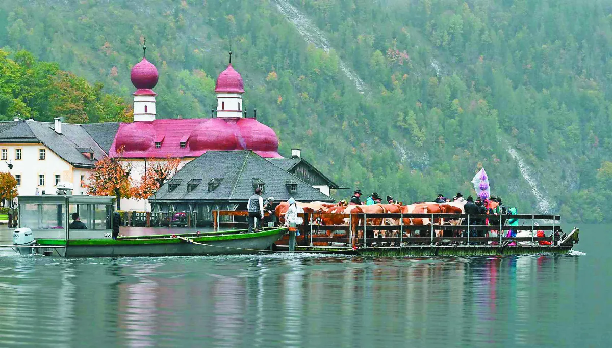 巴伐利亞趕牛節