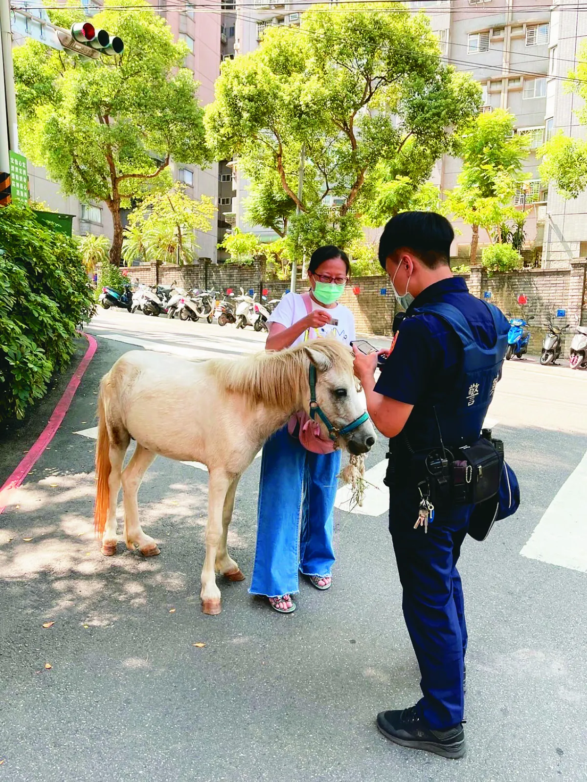 白色迷你馬  安坑路上過馬路