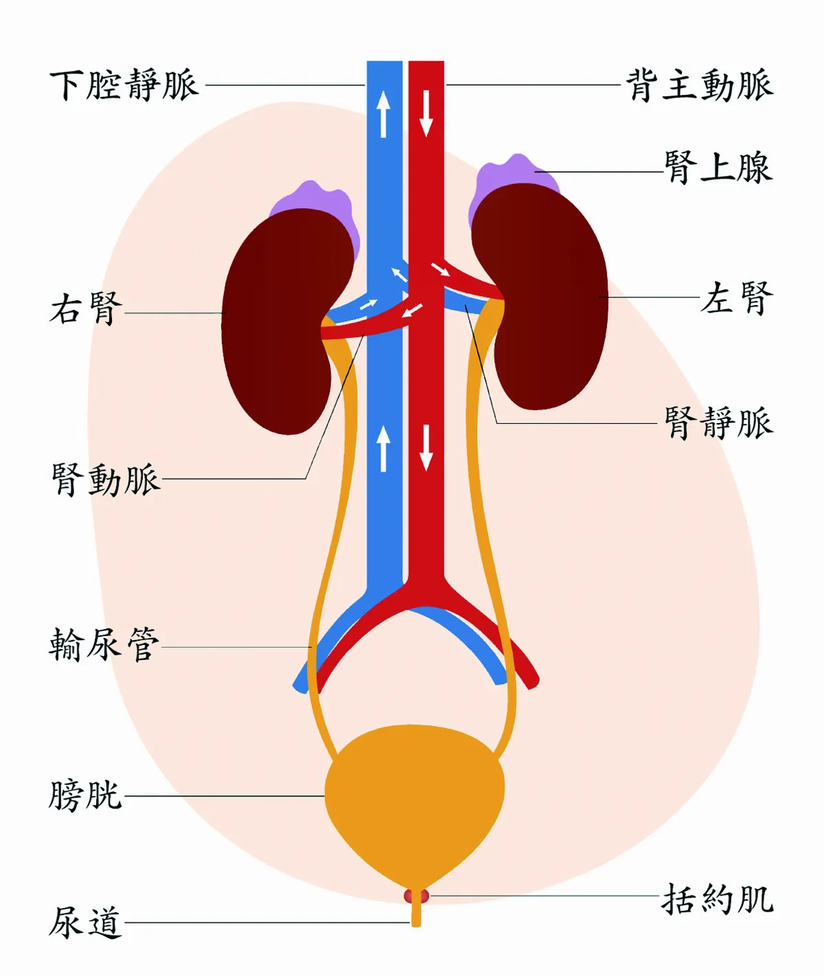 人體的泌尿系統