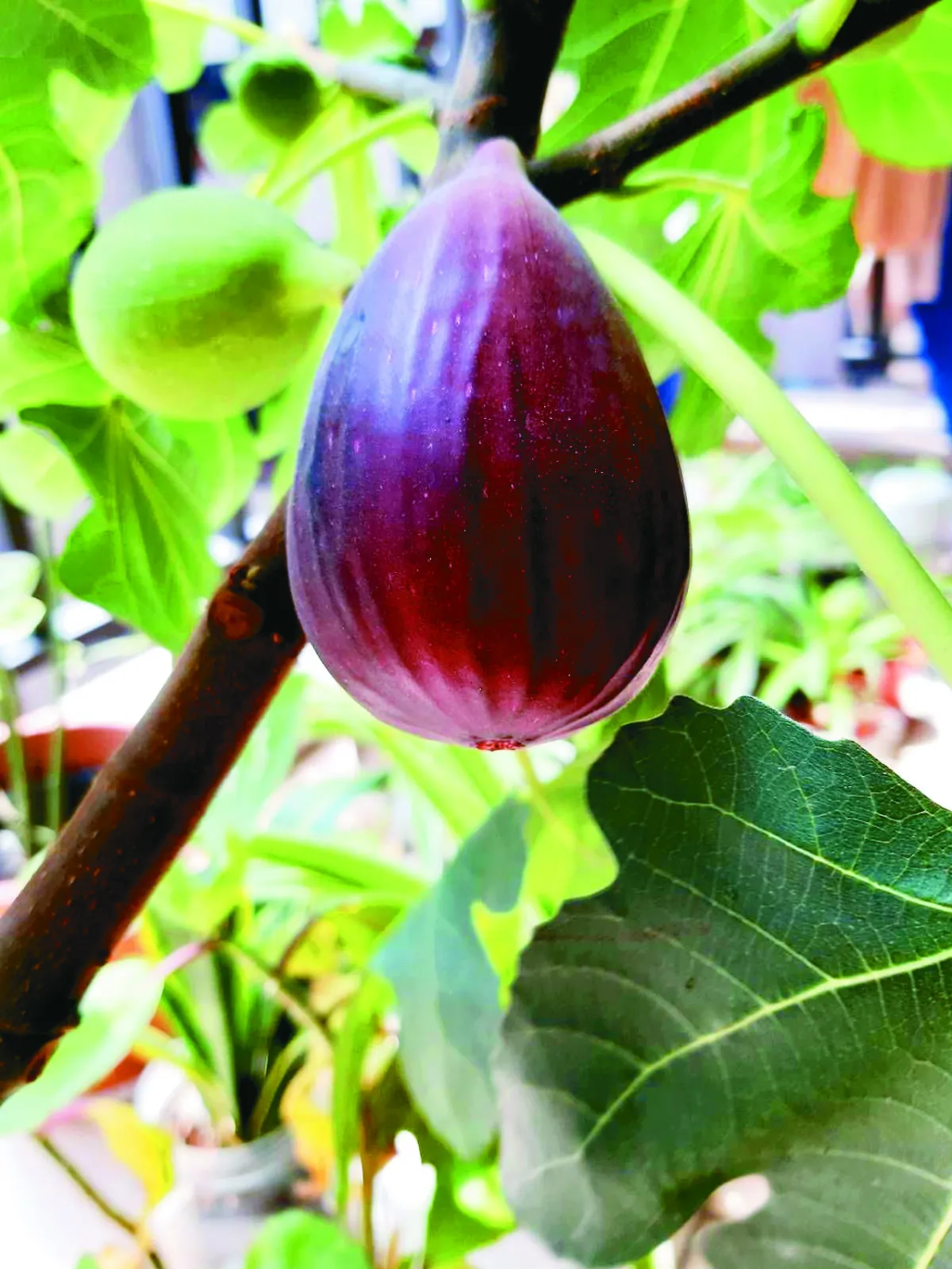 【生活快門】 收割第一顆無花果