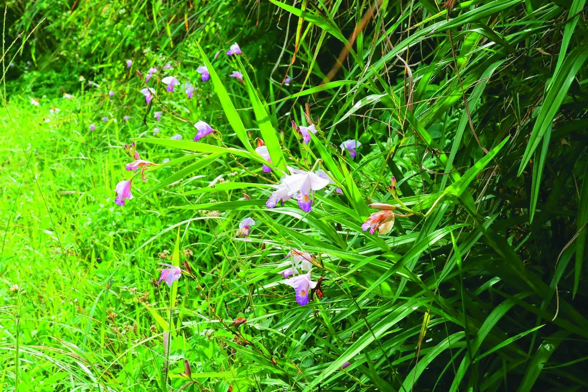 復育鳥仔花 綻放水梯田