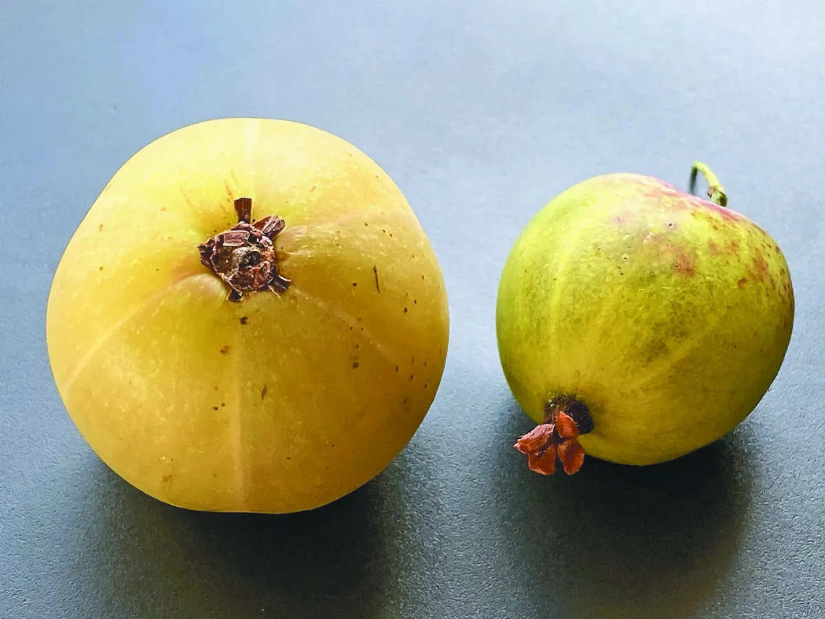 【異鄉食情】餘甘子 印度聖果