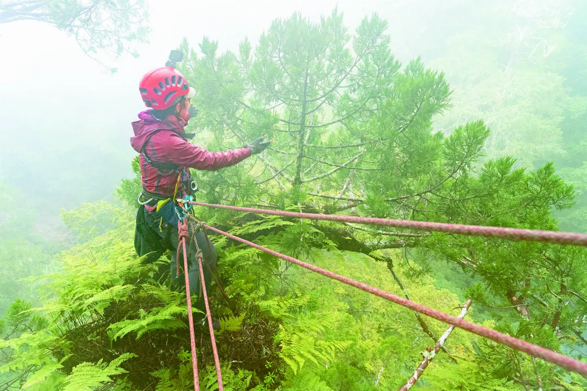 撞到月亮的樹 桃山神木79.1公尺