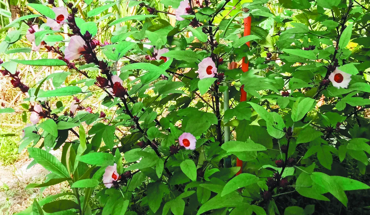 秋開洛神花