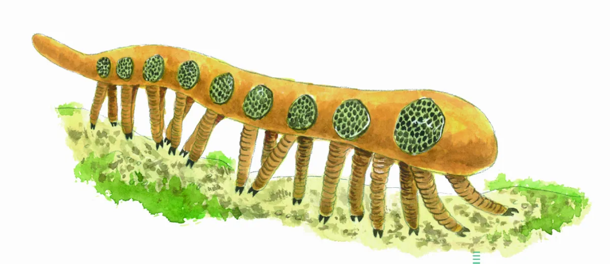 寒武紀奇怪生物長這樣