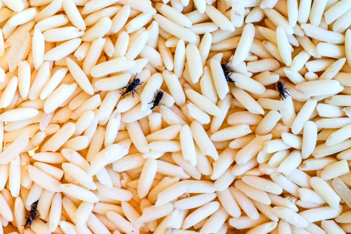 米麵主食  白米 變黃長蟲能吃嗎？