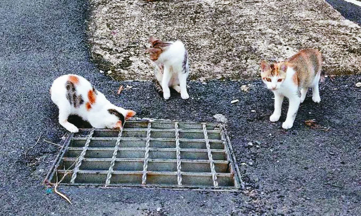 【生活快門】 把風