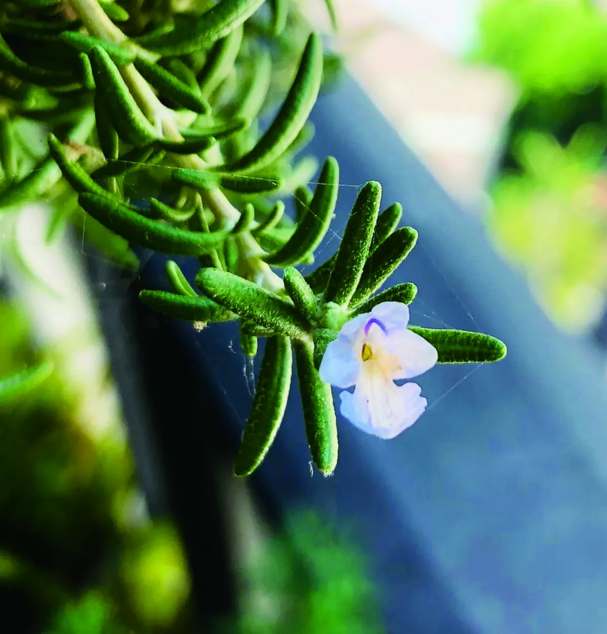 【時光重逢】光陰樹下，相約去散步