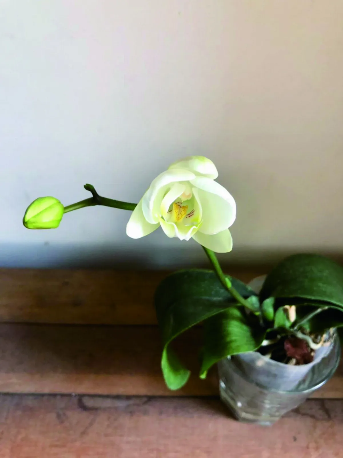 【時光重逢】光陰樹下，相約去散步