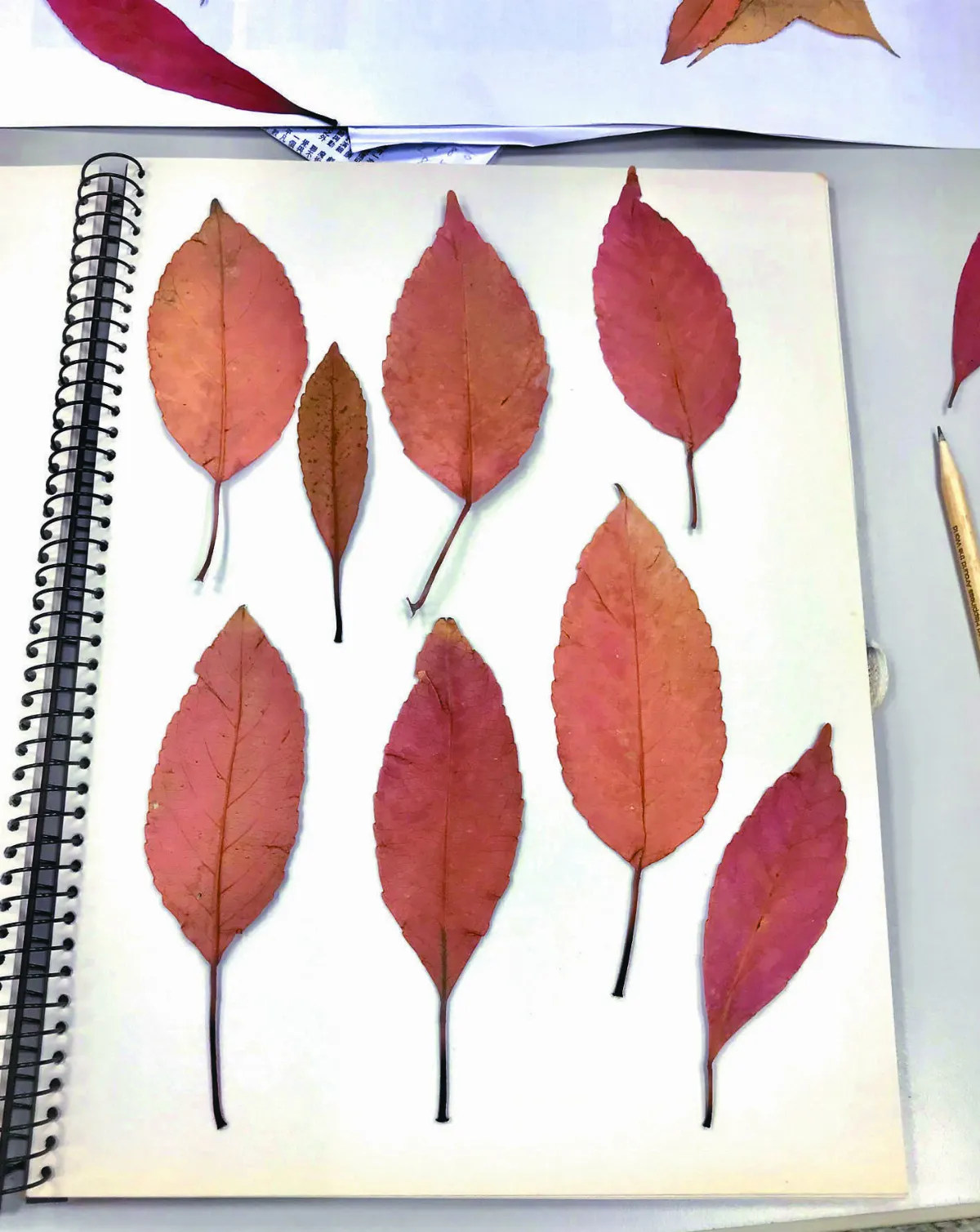 【時光重逢】光陰樹下，相約去散步