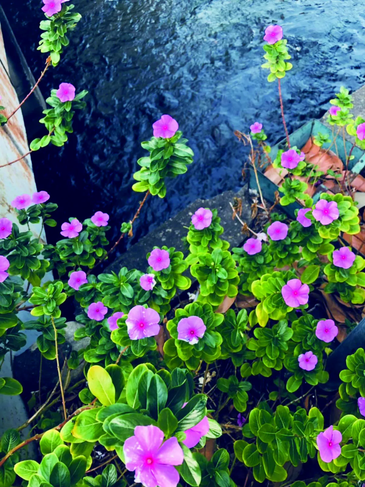 【時光重逢】光陰樹下，相約去散步