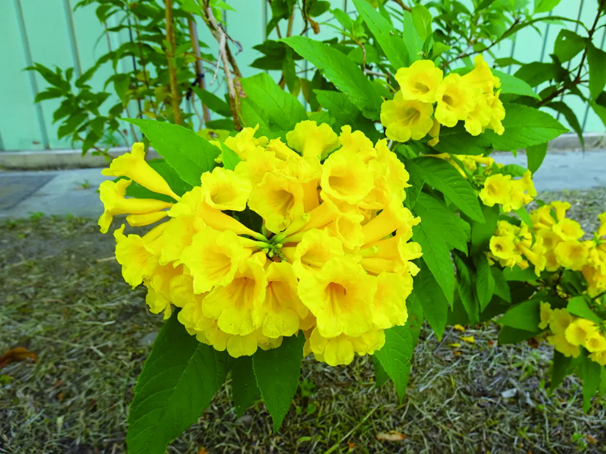 【印象旅人】綠空廊道下 景觀豐富