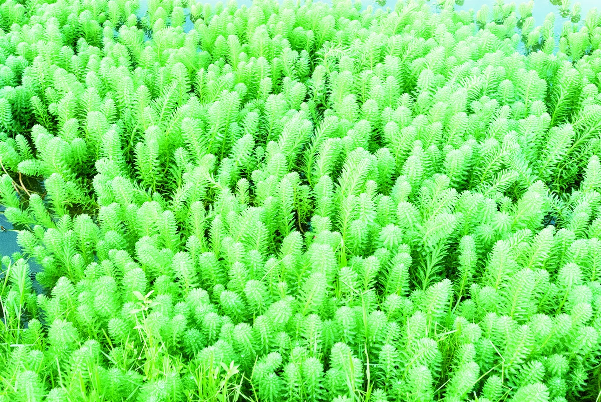 粉綠狐尾藻