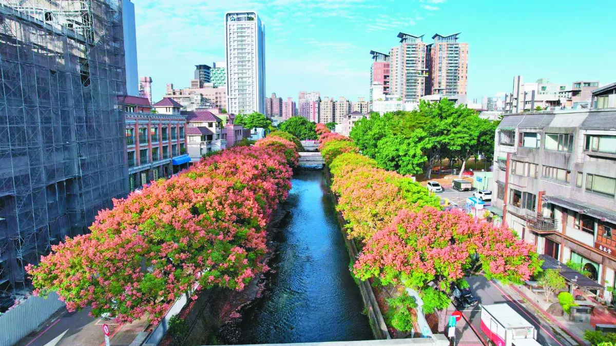 台灣欒樹花季 為台中市容增色彩