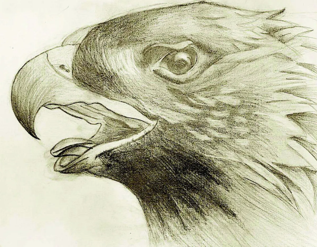 【快樂塗鴉簿】老鷹