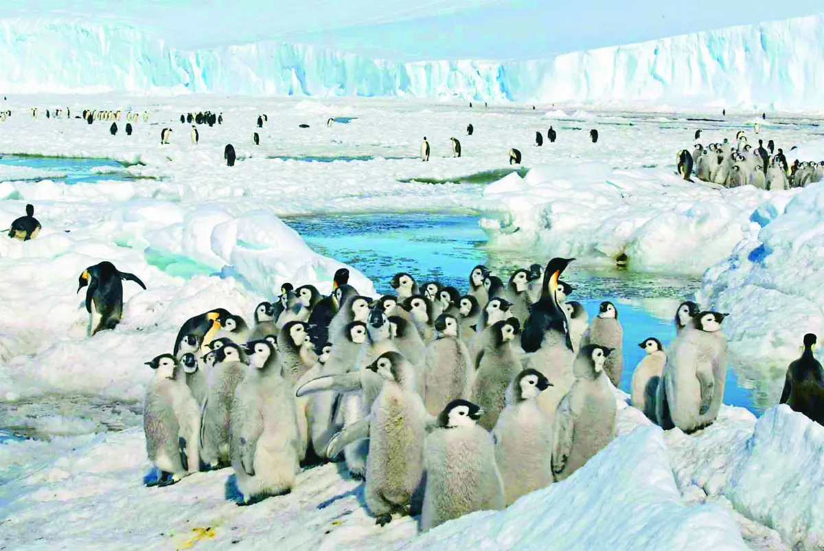 南極皇帝企鵝 美列保護名單