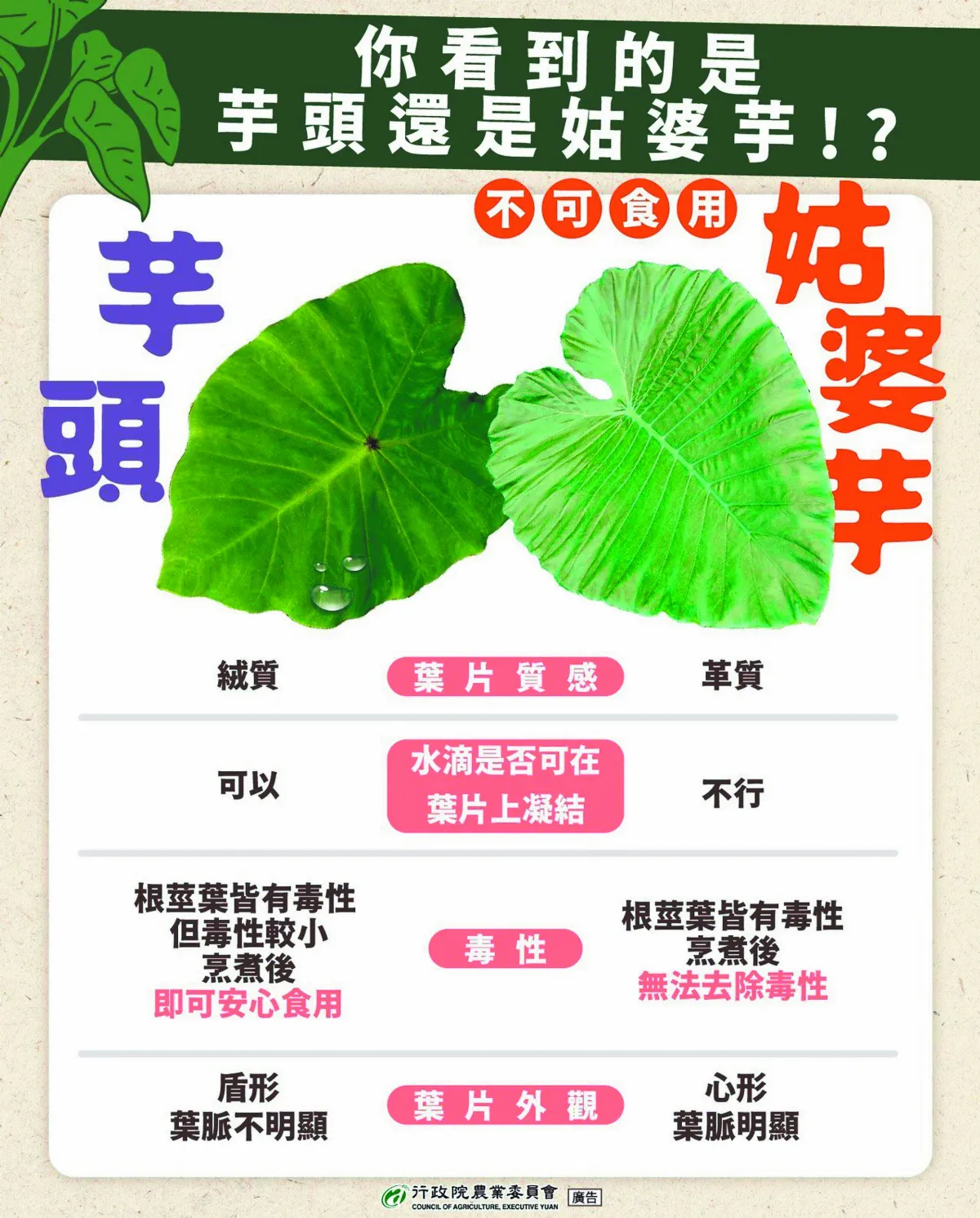 姑婆芋全株有毒勿食 教你分辨與芋頭差異