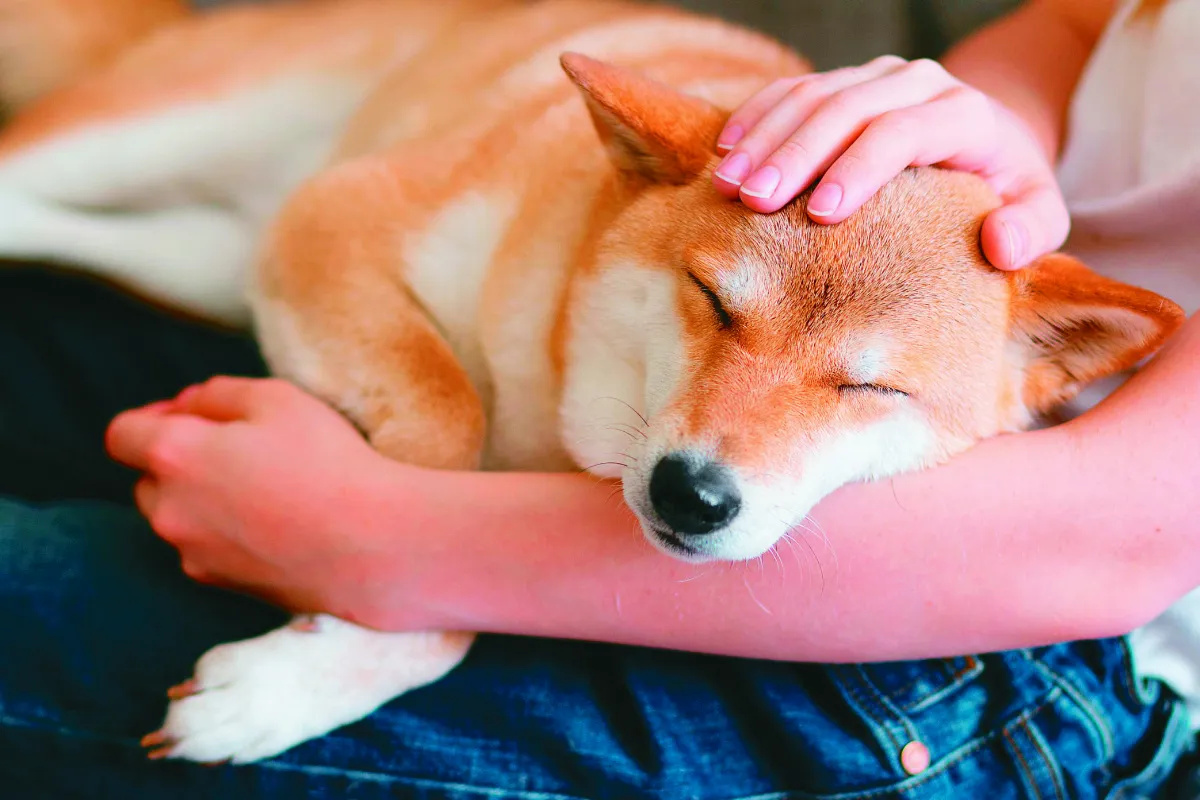 【動物治療】撫慰病痛 療癒身心