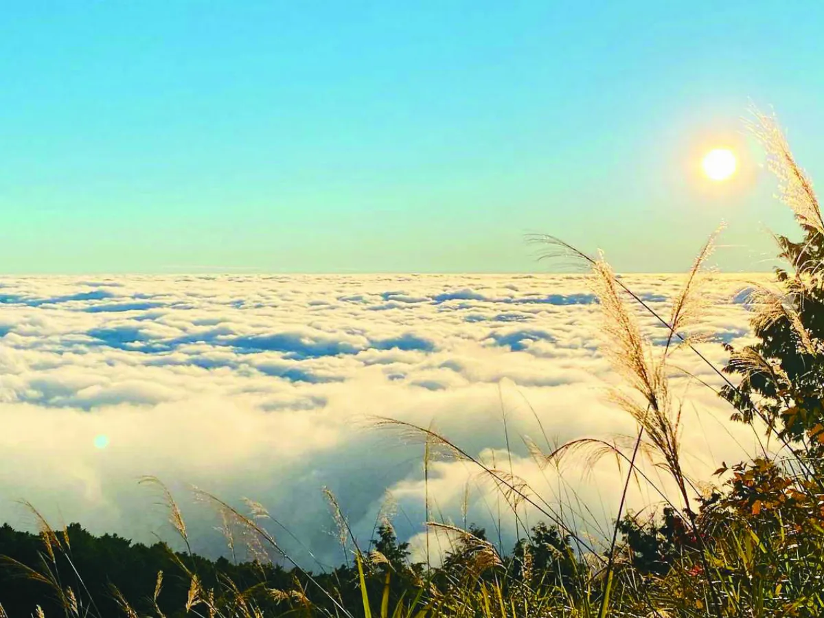 黑森林派對 賞阿里山雲海