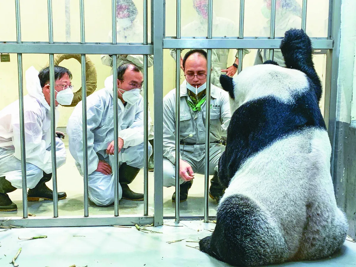 兩岸救團團 陸專家：病情待觀察